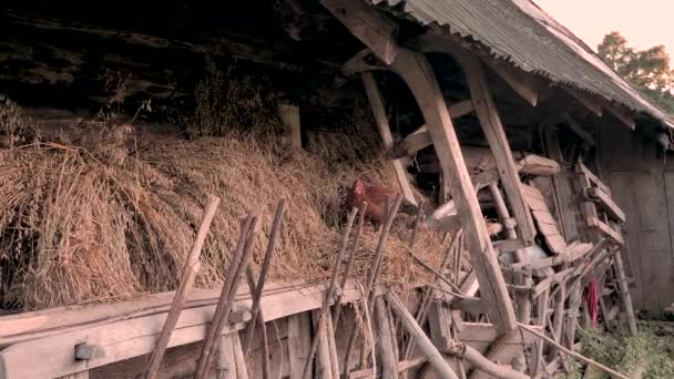 Fondo avícola. Escena rural. Gallina en busca de antecedentes alimenticios. La gallina en la paja. Pequeña empresa, agricultura. Oso de pollo en la paja — Vídeo de stock