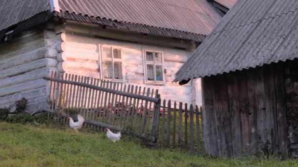 Non urban scene. Rural background. Old village houses on green grass background. Summer in the village. Back yard, front yard of household. Small business hens on back yard. — Stock Video