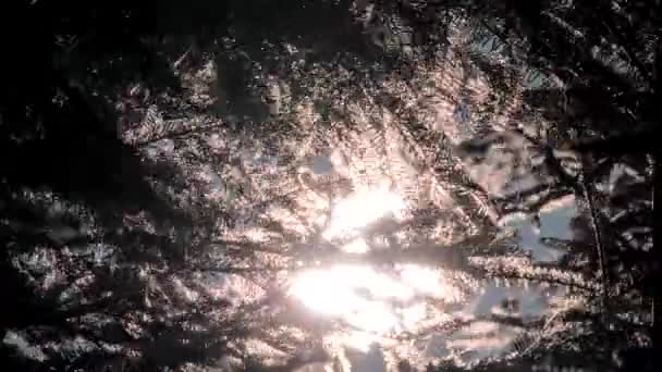 美丽的针叶林背景，针。阳光透过苹果树和森林的树枝照射。雨林中阳光和绿色植物植被的美丽背景 — 图库视频影像