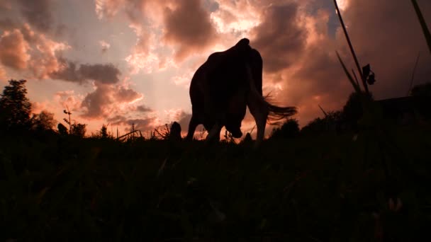 Silhouette of cow on clouds. Farming background. Green tourism. Eco lifestyle. Healthy lifestyle concept. Small business, cattle feeding. Ecology concept. Fresh air and green grass, farming background — Stock Video