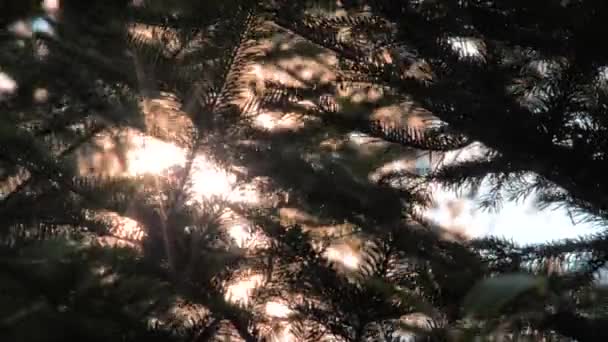 Esperança conceptual. A luz dos raios solares brilha através do pinheiro e dos ramos da floresta. Fundo da natureza. Esperança conceptual — Vídeo de Stock