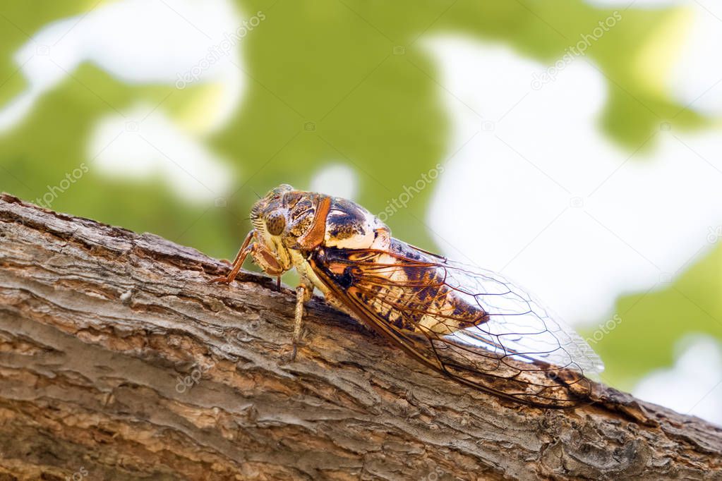 Cicadidae insect. Singing cicada. Cicadoidea insect. Eukaryota Animalia Arthropoda Tracheata Hexapoda Insecta Insecta biology. Traveling concept Australian insects. Biodiversity concept.