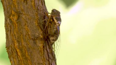Cicadidae böceği. Şarkı söyleyen Cicada. Ağaç gövdesine cicadidae. Avrupa florası. Küçük cicadidae. Makro kapat. Wildworld böcek. Biyoloji. Cicadidae şarkıları. Cicada sezonu. Seyahat konsepti.
