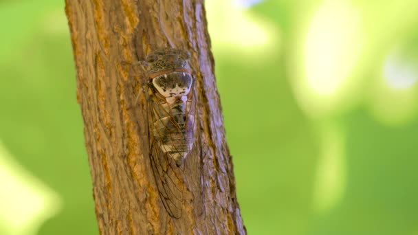 Cicadidae hmyz. Zpívající cikáda. Cicadidae na kmen stromu. Floro Evropy. Malý cicadidae. Makro se zavře. Hmyz z divoké planety. Biologie. Cicadidae písně. Sezóna cicady. Koncepce cestování — Stock video