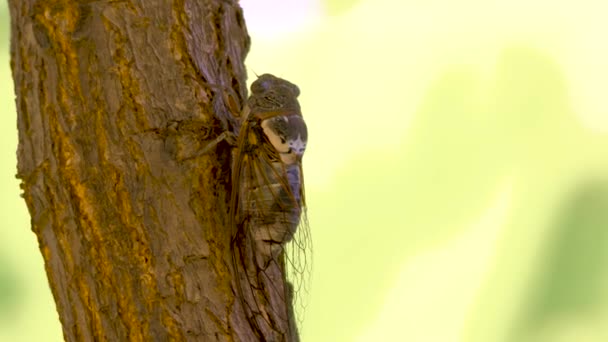 Insect Cicadidae family of cicadas. Cicadoidea insect. Eukaryota Animalia Arthropoda Tracheata Hexapoda Insecta Insecta biology. Traveling concept Australian insects. Biodiversity concept — Stock Video