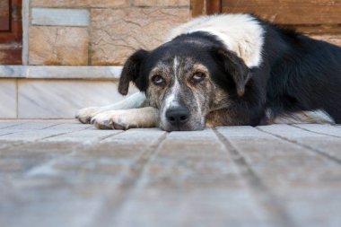 Üzgün köpek evde yerde yatıyordu. Sevimli evcil hayvan kameraya bakıyor. Sevimli siyah beyaz köpek ahşap bir zemin üzerinde yatıyordu. Üzgün karışık cins köpek. Soy köpeği. Kameraya bakan köpek