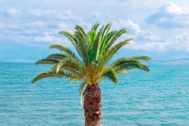 Arka planda bulut manzarası ve deniz manzarası ile Palmiye ağacı. Seyahat konsepti. Tropik ağaç. Sahilde güneşli yaz günleri. Yüzme sezonunun sonu. Otel, tatil manzaralı arka plan. Turizm. Yaz tatili