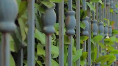 Sahte kapılar kapanıyor, yeşil çalı yapraklarıyla açılıyor, arka planda çalılar. Otomatik kapı sistemi. Akıllı ev konsepti. Özel evin güvenliği ve emniyeti, bölge arka planı.