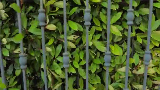 Sistema de compuerta automatizado. Fondo de cobertura. Cerca verde o límite formado por arbustos o arbustos que crecen de cerca. Cerrando puertas con hojas verdes de seto creciendo cerca de puertas forjadas . — Vídeo de stock