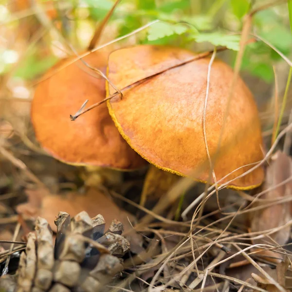 Wild mushrooms in the forest. Slippery jack, suillus luteus. Mushroom season. Autumn background. Symbol of autumn. Wild mushrooms. Edible mushrooms background. Vegan concept. Vegetarian food — Stock Image Wild mushrooms in the forest. Slippery jack, suillus luteus. Mushroom season. Autumn background. Symbol of autumn. Wild mushrooms. Edible mushrooms background. Vegan concept. Vegetarian food Royalty Free Stock Photos