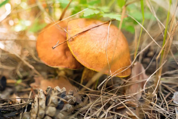 Edible mushrooms in the forest. Wild mushrooms, slippery jack, Suillus luteus. Mushroom picking outdoor activity, forest mushrooms. Mushroom season. Nature background. vegetarian food, vegan concept — Stock Image Edible mushrooms in the forest. Wild mushrooms, slippery jack, Suillus luteus. Mushroom picking outdoor activity, forest mushrooms. Mushroom season. Nature background. vegetarian food, vegan concept Stock Picture