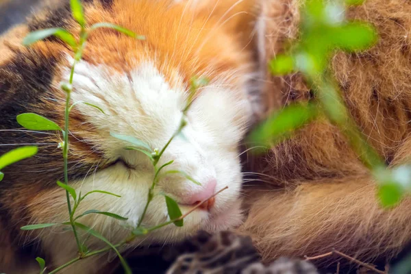 Sokak üç renkli kedi parkta açık uyur. Kedilerin sterilizasyonu. Uyuyan kediportresi. Uyuyan kedisevimli ağız.
