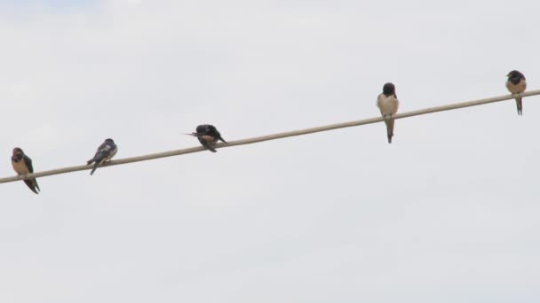 Fondo de observación de aves. Pájaros en la línea. Un pájaro de la bandada cepillando plumas. Traga en los cables. Traga contra el cielo azul. La golondrina es un ave común. Manada de aves en cable, línea . — Vídeo de stock