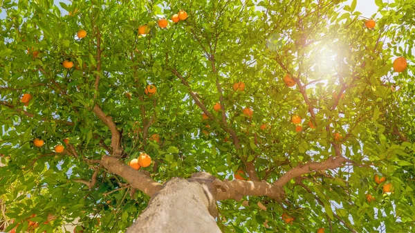 Fruits on the tree. Harvest concept. Harvesting background. Fruits hanging on the tree. Green leaves and tangerines. Tangerine tree background, view from below. High fruit tree background. — Stock Photo, Image