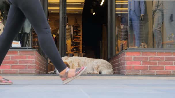 Ville occupée et animal sur le trottoir. La vie de la ville le jour de travail occupé. Chien dort près de la porte d'entrée dans la rue commerçante en Grèce, Athènes. Rue bondée de la ville avec des gens occupés et un animal couché à côté — Video