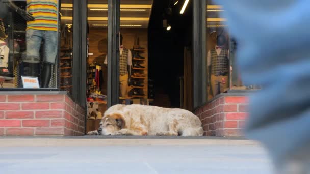 Cidade movimentada e animal de lado. Vida da cidade em dia de trabalho ocupado. Cão de rua dormindo na calçada em uma praça central lotada de cidade movimentada verão e férias cidade na temporada de outono — Vídeo de Stock