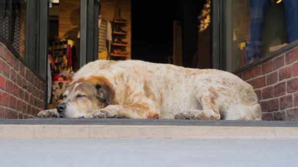 Şehirde köpek. Yoldan geçenlerin acelesi varken dükkan kapısının yakınında uyuyan köpek. Hayatın kibri: köpek bir yana uyurken insanların bacakları sokağa çıkıyor. Kalabalıkta bir tane. Kalabalığın içinde benzersiz — Stok video