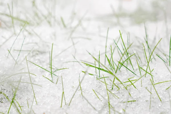 Το πρώτο χιόνι που βρίσκεται σε εύθραυστο πράσινο γρασίδι. Πρώιμο χειμερινό φόντο. Οι προβλέψεις για το φθινόπωρο. — Φωτογραφία Αρχείου