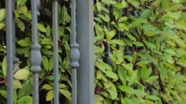 Otomatik kapı sistemi. Çit arka planı. Yeşil çit veya sınır yakından büyüyen çalılar veya çalılar tarafından oluşturulan. Sahte kapılara yakın büyüyen çit yeşil yaprakları ile kapanış kapıları. Yan görünüm. Close