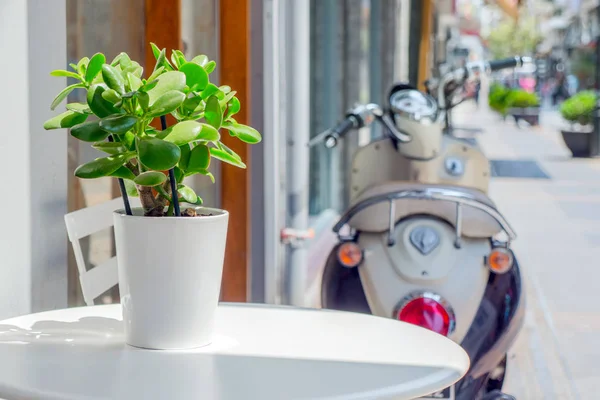 White round table with chair standing outdoor near cafe, bar, restaurant. Simple table decor with green plant in white pot on it. Pachira aquatica growing in small pot with sun lights focus on it.