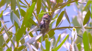 Arka planda zeytin yaprakları ile şarkı cicada. Cicadidae ağaç gövdesinde. Avrupa'nın Flora'sı. Küçük cicadidae. Makro yakın. Vahşi dünyanın böceği. Cicada mevsimi. Böcek sesleri. Uykusuzluk nedeni