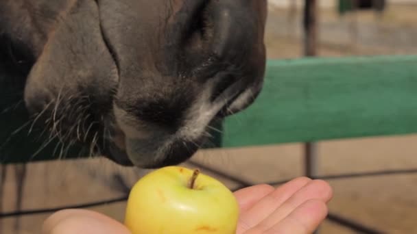 悪い歯で馬の口を閉じます。農場動物の人間の手からリンゴを食べる。歯の悪い馬の銃口. — ストック動画