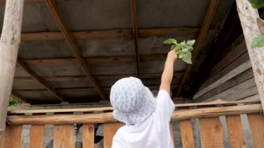 Aç kara keçi çocukların ellerinden ot yer. Hayvanat bahçesindeki çocuk. Aç keçiyi beslemek. Çiftlikteki komik keçi. Ev hayatı işte. Köyün yaşam tarzı. Arka plan