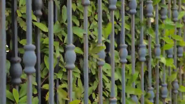 Beveiliging en veiligheid van particuliere woningen, grondgebied achtergrond. Sluiten poorten met groene bladeren van heg groeien dicht bij gesmeed poorten. Zijaanzicht. Een close-up. Automatische poort. Groene omheining achtergrond — Stockvideo