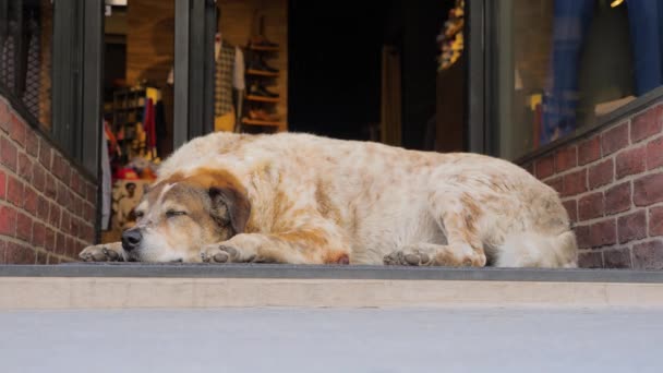 Noel alışverişi geçmişi. Cam giriş kapısının yanında uyuyan güzel köpek. Yoğun şehir ve hayvan yan yana. Şehir hayatı yoğun çalışma gününde. — Stok video