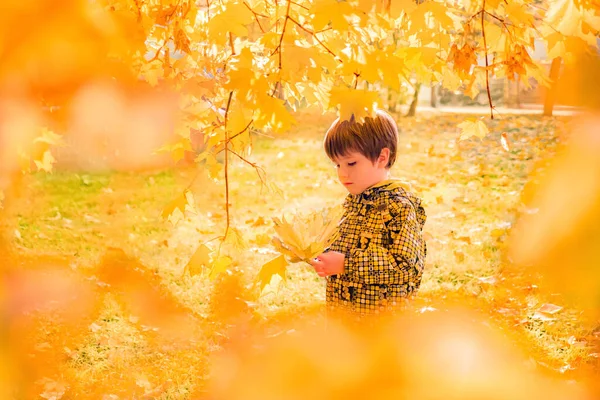 Осіння концепція. Хлопчик висить жовте кленове листя. Момент натхнення. Найкраще осіннє фото. Тенденція осінніх кольорів. Дитяча мода. Дитяча психологія на задньому плані. Копіювати простір — стокове фото