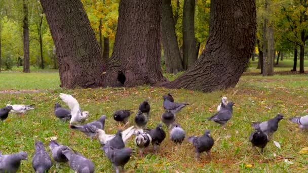 Chien et oiseaux. Animaux de compagnie de couleur blanche et brune jouant avec les oiseaux en plein air dans le parc naturel. Jack Terrier chasse les oiseaux. Jack Russell Terrier Chien de race heureux chien énergique chasse pour les pigeons près d'arbre triplé — Video