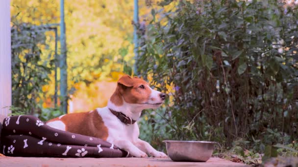 Jack Russell Terrier pies wskoczył do jego mieszkania, miękka kanapa dla zwierząt domowych. Mały portret inteligentnego psa z wyrazistymi oczami. Pies czeka na coś smacznego. Wyszkolony mały mądry pies Russell Terrier — Wideo stockowe