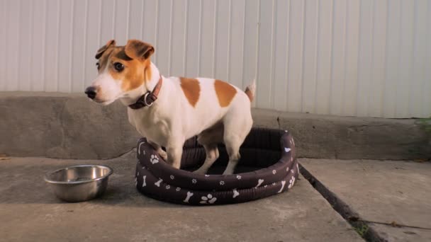 Jack Russell Terrier dog. Smart trained puppy, dog. Pet looking from pet bed. Cute pet, little dog, pure-bred puppy. Best friend for human being. Dog waiting to be feeded. The dog with devoted gaze — Stock Video