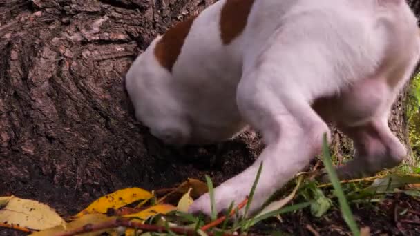 Bígl na lovu: čmuchá po kořisti. Pes Jack Russell Terrier se vplíží do díry v kmeni stromu. Hraní si se psem v lese, přírodním parku, louce. Pes čenichá po kořisti v přírodní díře — Stock video