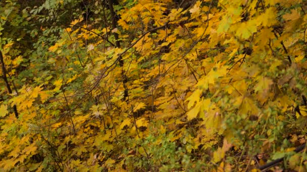 Des soldats entièrement équipés portant un uniforme de camouflage se frayant un chemin à travers la forêt. Opération militaire. Soldats armés effectuant une mission de combat . — Video