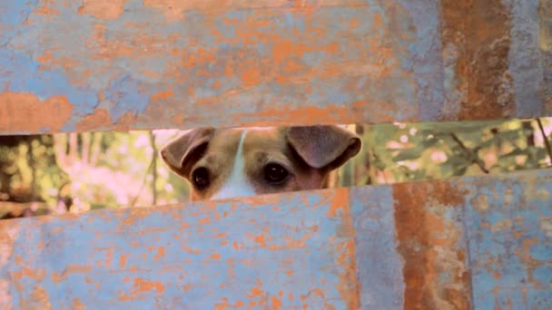 Jack Russell teriér pes na jeho místě. Pes špehuje. Trénovaný pes šmíruje přes mříže. Koncept soukromí. Oči zvířete, které se dívá skrz díru. Trénovaný psí bígl čeká na útok — Stock video