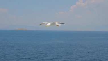 Mavi gökyüzünde beyaz bulutlarla uçan bir kuş. Vahşi doğa geçmişi. Deniz manzarasında ufuk çizgisi. Meditasyon komplosu. Sakin denizin ortasında yaz gökyüzü. Seyahat konsepti. Seyahat arkaplanı