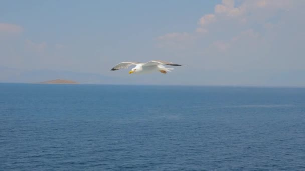 Eén vogel vliegt hoog in de blauwe lucht met witte wolken. Wilde natuur achtergrond. Horizon lijn op zeegezicht. Meditatief plot. Zomer lucht tussen kalme zee. Reisconcept. Reis achtergrond — Stockvideo
