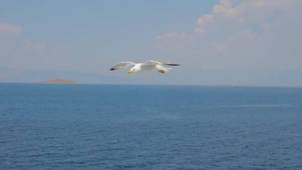 Jeden pták letí vysoko na modré obloze s bílými mraky. Divoká příroda. Linie obzoru na mořské pláni. Meditativní spiknutí. Letní nebe mezi klidným mořem. Cestovní koncept. Pozadí cesty — Stock video