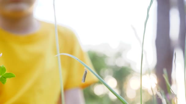 Preschooler exploring the nature with help of magnifying glass. Human and nature. Curious boy descovering the world. Kid examines small or finely detailed things. Alternative education. Child nature — Stock Video