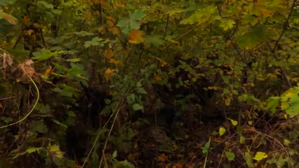 Soldiers in camouflage are fully equipped and hidden in a dense autumn forest. The man is watching closely. A detachment of soldiers ready to storm. Combat mission. Military action in eastern Ukraine. — Stock Video