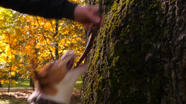 Training the Dog in the Autumn day Outdoor. Purebred Jack Russell Terrier Playing with wooden stick close up. Human and Pet Friendship concept. Young Dog Trying to Catch Stick. Dogs Wooden Stick Fetch — Stock Video