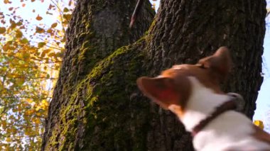 Sonbahar sezonunda şehir parkında evcil bir köpekle yürümek. Jack Russell Terrier adında bir köpeği eğitiyorum. Hayvanları eğitme kavramı. Köpek sopayı yakalamak için kasten zıplıyor. Köpek Sopası. Dışarıda sonbahar günü.