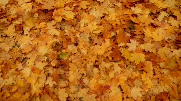 De natuur in het najaar. Gevallen bladeren van esdoorn boom. Wandelen in het bos of park in de herfst. Achtergrond van Gele Gevallen Bladeren. Begane grond bedekt met sinaasappelbladeren. Herfst Palet. Slow Motion. Sluiten — Stockvideo