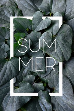 Fotoğraf tropikal yaz doku