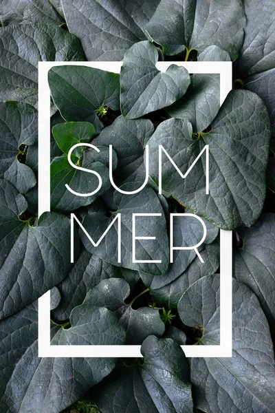 Fotoğraf tropikal yaz doku