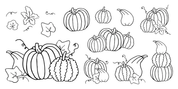 黒と白の花と葉とカボチャの輪郭を設定します カボチャの収穫とハロウィーンのひょうたん Templates コレクション手描き下ろしモノクロ白で隔離 — ストックベクタ