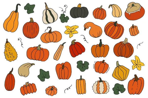 Colorful Cartoon Contour Set Pumpkins Flower Leaves Templates Collection Squash — Stock Vector
