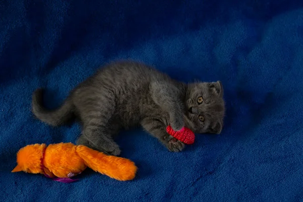 Bir İskoç duvar kedisi oyuncaklarıyla çevrili mavi bir ekose üzerinde yatar.. — Stok fotoğraf