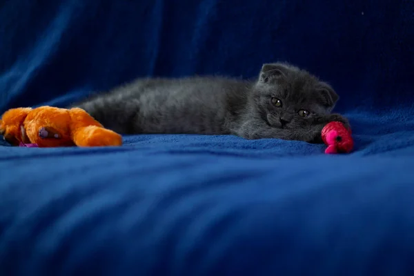 Ein schottisches Kätzchen liegt auf einem blauen Plaid, umgeben von seinen Spielzeugen. — Stockfoto